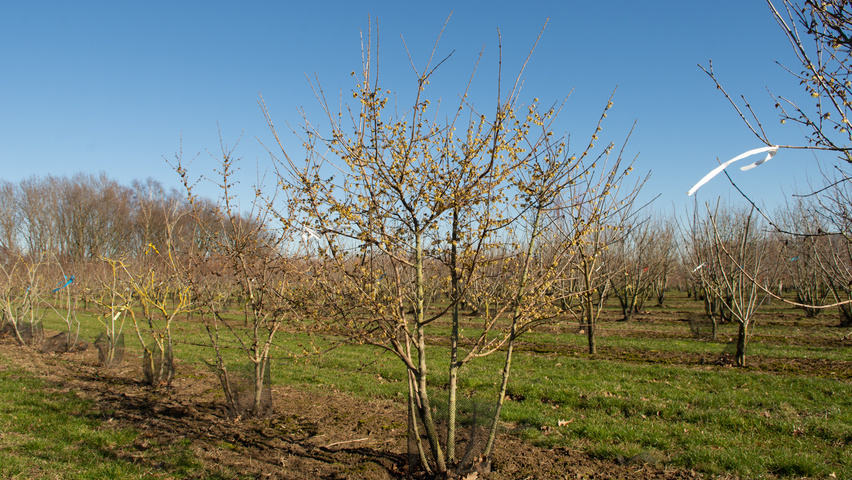 Chimonanthus praecox Solitärgehölze