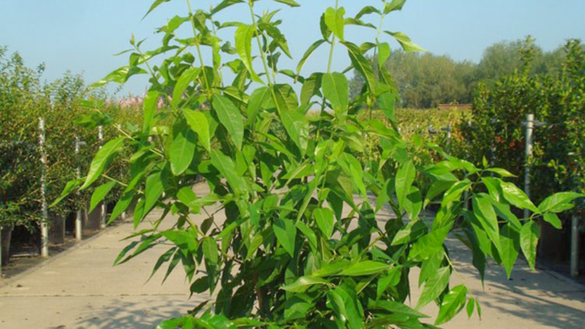 Chimonanthus praecox Solitärgehölze