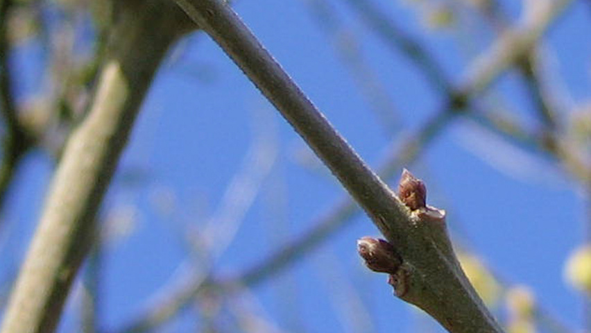 Chimonanthus praecox Zweige