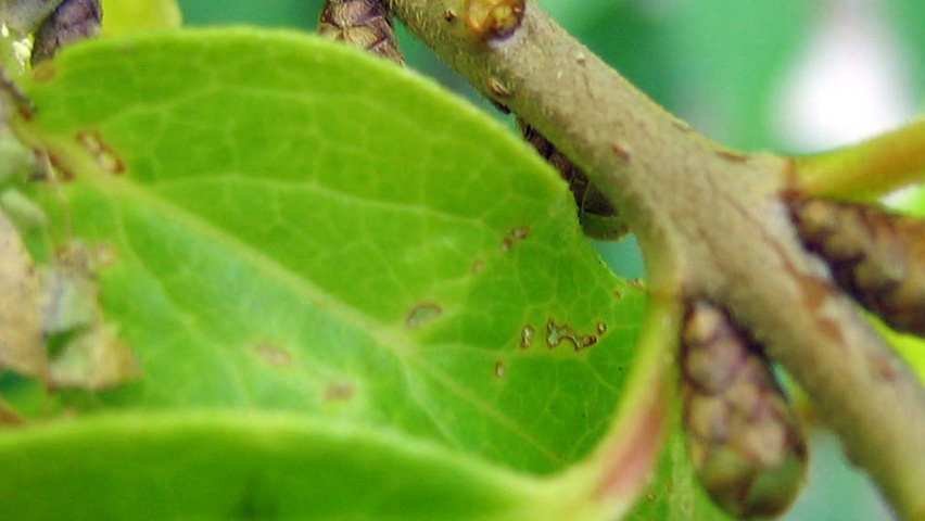 Chimonanthus praecox Zweige