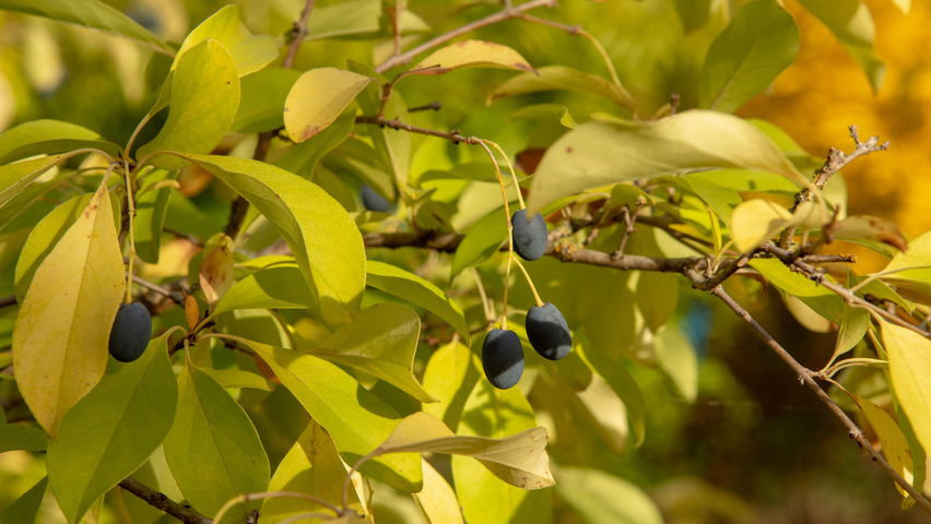 Chionanthus retusus Herbstblatt