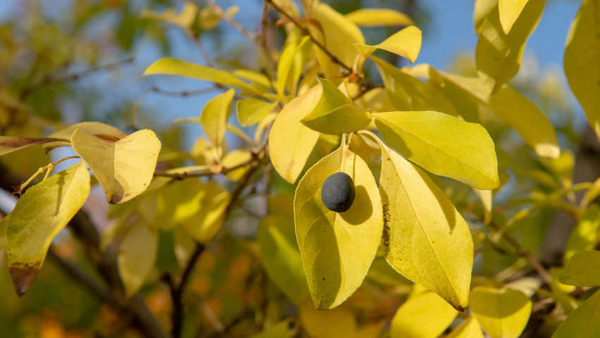 Chionanthus retusus Herbstblatt