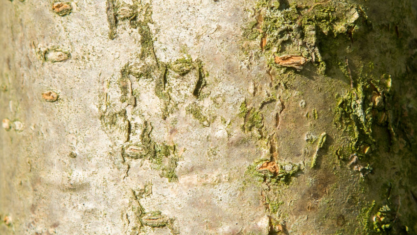 Chionanthus retusus Rinden