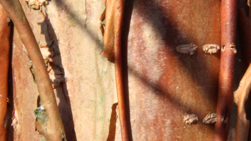 Chionanthus retusus Rinden