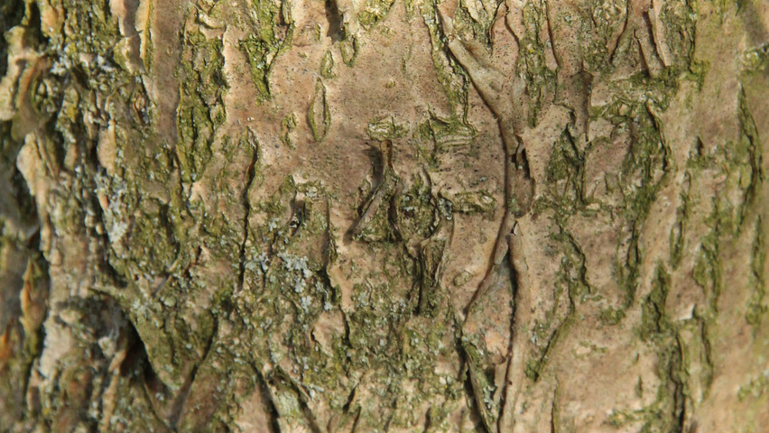 Chionanthus retusus Rinden