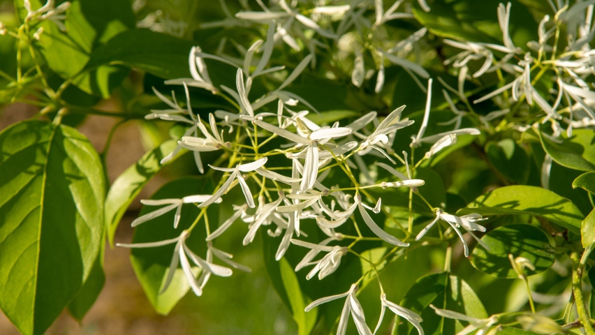 Chionanthus retusus Blumen