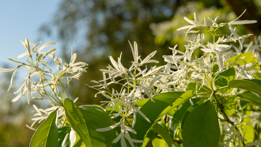 Chionanthus retusus Blumen