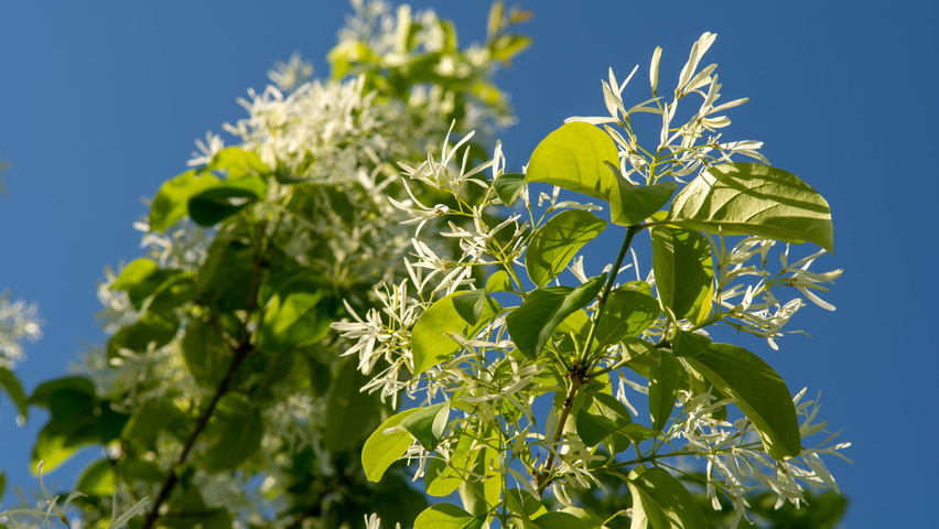Chionanthus retusus Blumen
