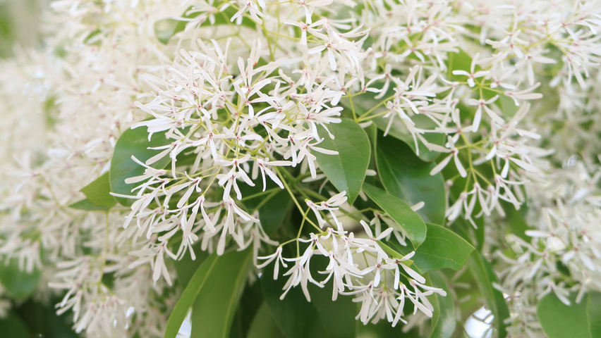 Chionanthus retusus Blumen