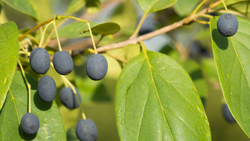 Chionanthus retusus Frucht