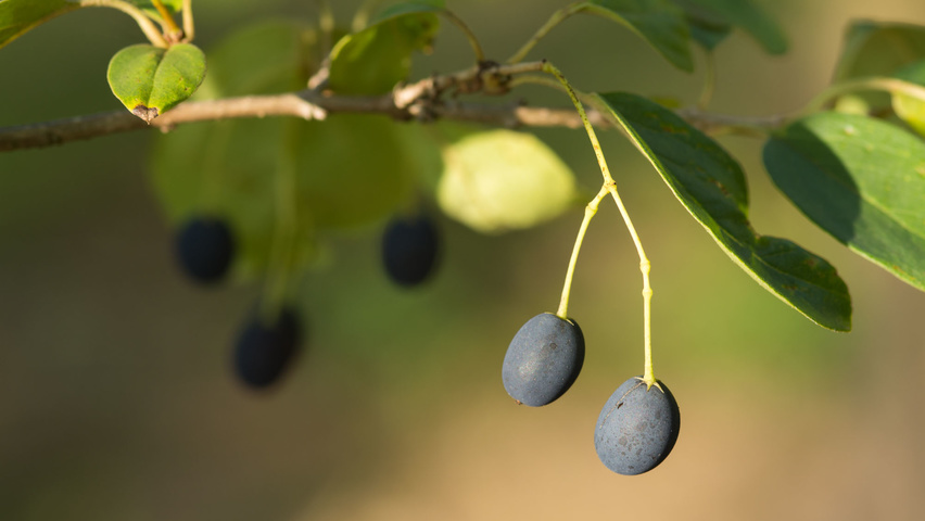 Chionanthus retusus Frucht