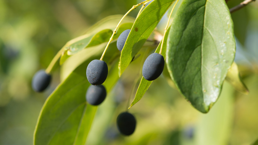 Chionanthus retusus Frucht