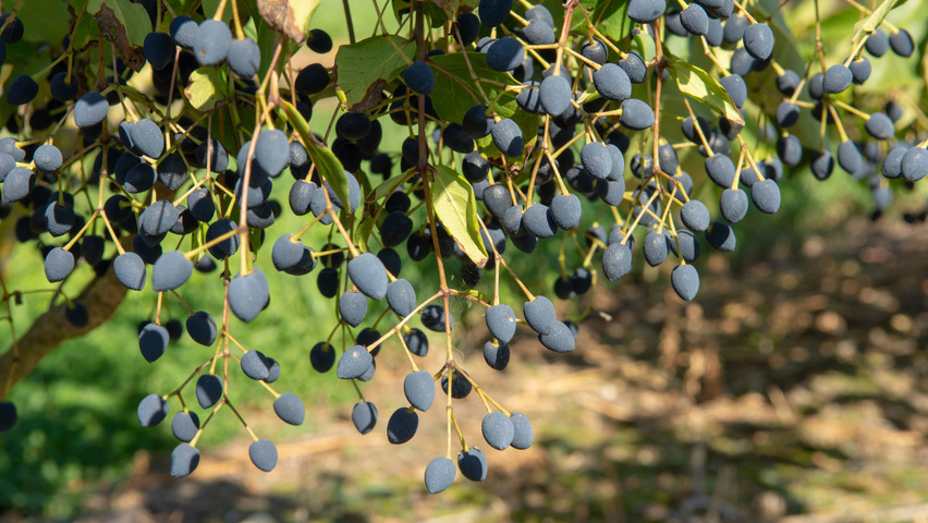 Chionanthus retusus Frucht