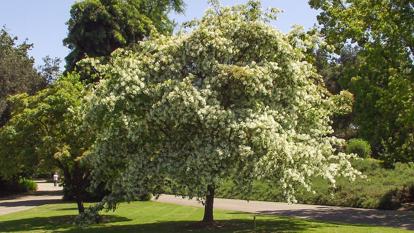 Chionanthus retusus hochstämmig