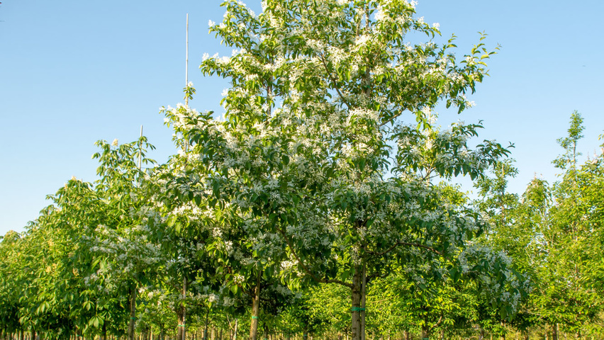 Chionanthus retusus hochstämmig