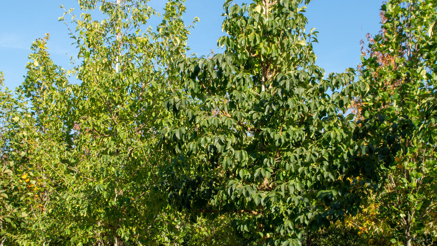 Chionanthus retusus hochstämmig
