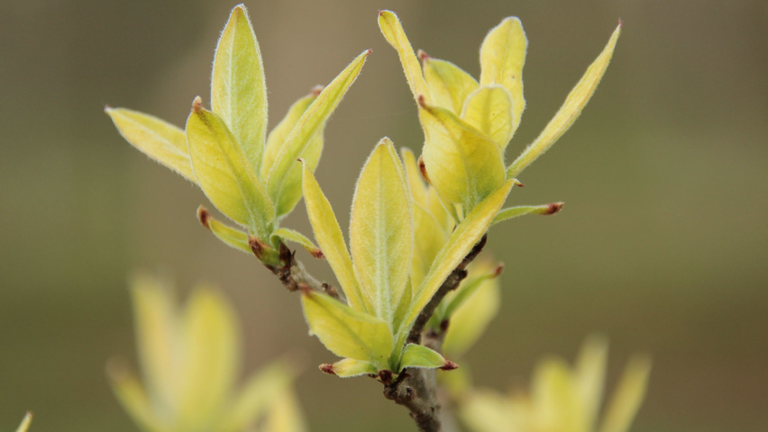 Chionanthus retusus Blatt