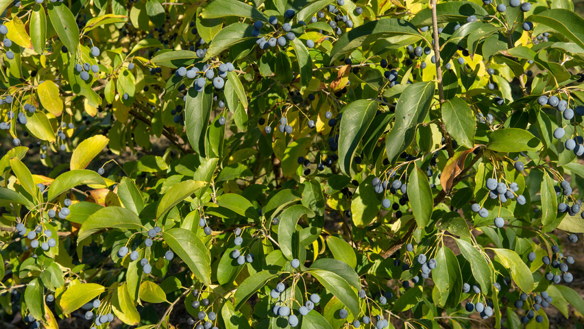 Chionanthus retusus Blatt