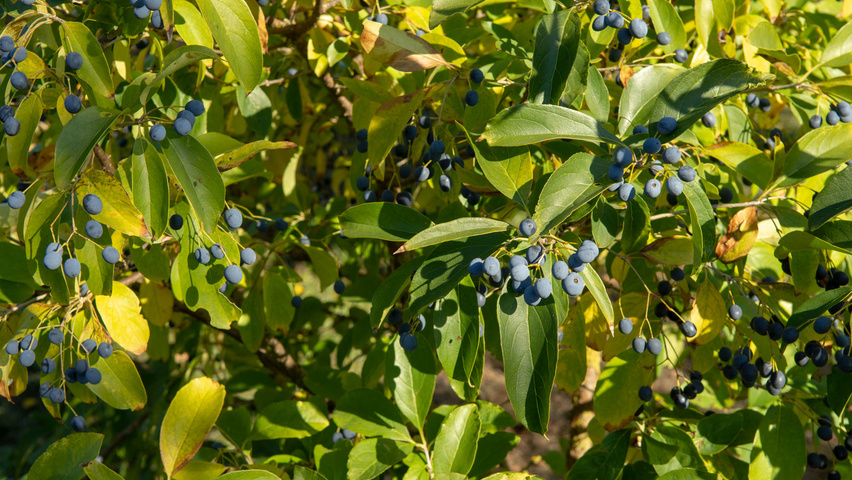 Chionanthus retusus Blatt