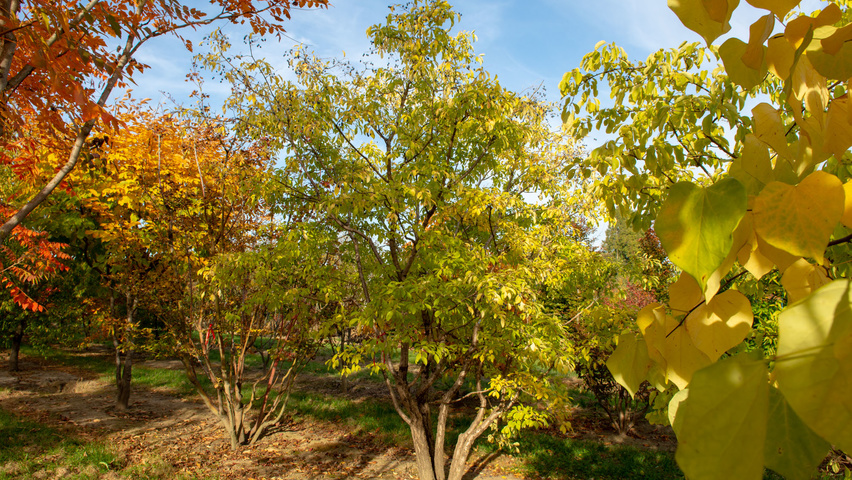Chionanthus retusus mehrstämmige