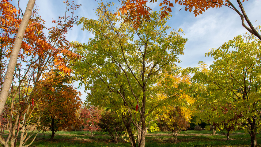Chionanthus retusus mehrstämmige