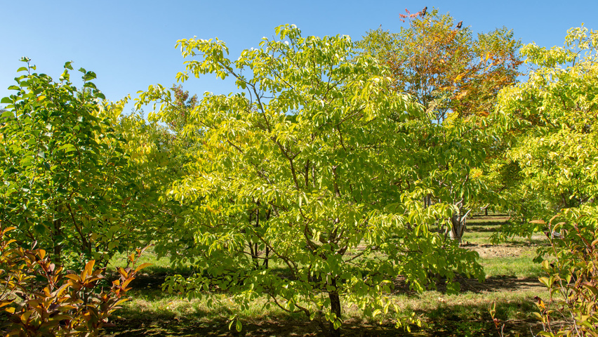 Chionanthus retusus mehrstämmige