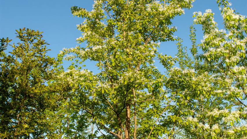 Chionanthus retusus Solitärgehölze