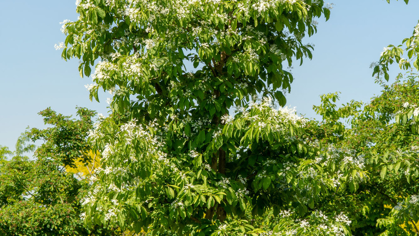 Chionanthus retusus Solitärgehölze