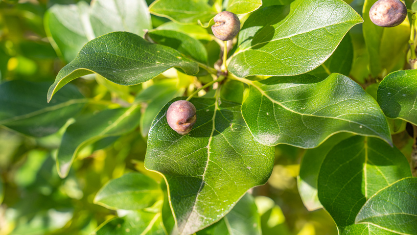 Chionanthus retusus 'Tokyo Tower' fruits
