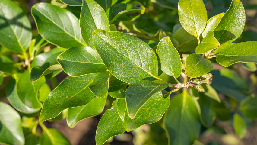 Chionanthus retusus 'Tokyo Tower' leaves
