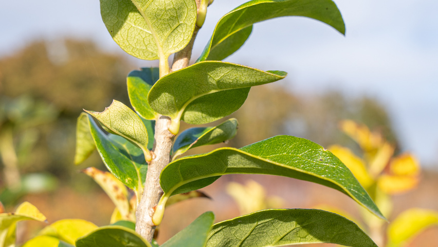 Chionanthus retusus 'Tokyo Tower' leaves