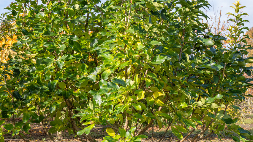 Chionanthus retusus 'Tokyo Tower' multi-stem