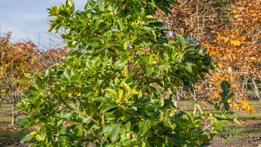 Chionanthus retusus 'Tokyo Tower' characteristic