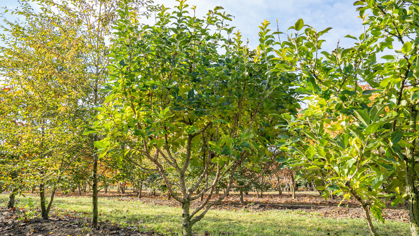 Chionanthus retusus 'Tokyo Tower' multi-stem