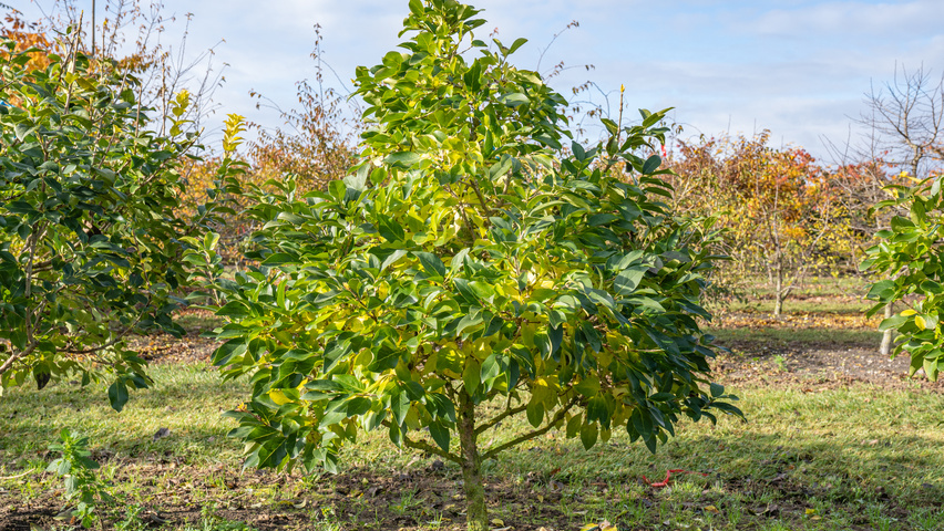 Chionanthus retusus 'Tokyo Tower' characteristic