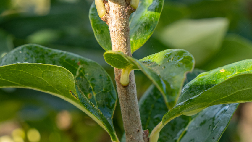 Chionanthus retusus 'Tokyo Tower' twigs
