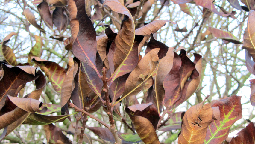 Chionanthus virginicus feuilles automnale