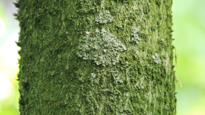 Chionanthus virginicus tronc