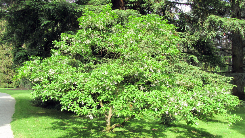 Chionanthus virginicus caractéristiques