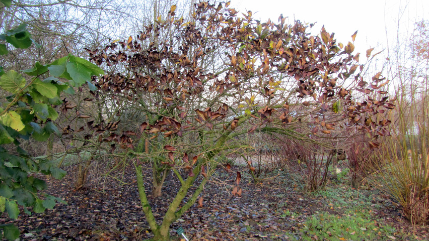 Chionanthus virginicus caractéristiques