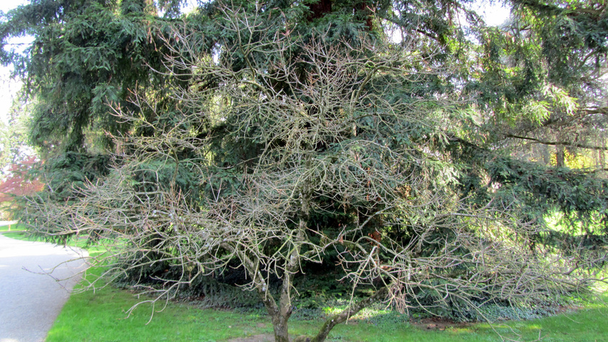Chionanthus virginicus caractéristiques