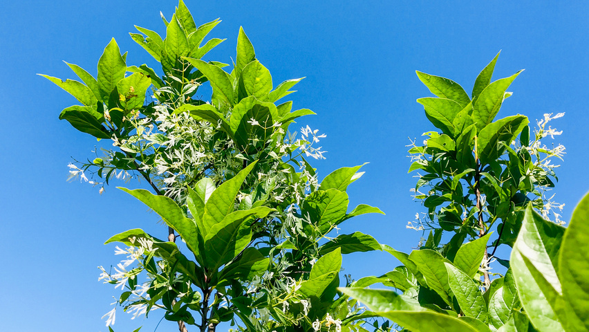 Chionanthus virginicus fleurs
