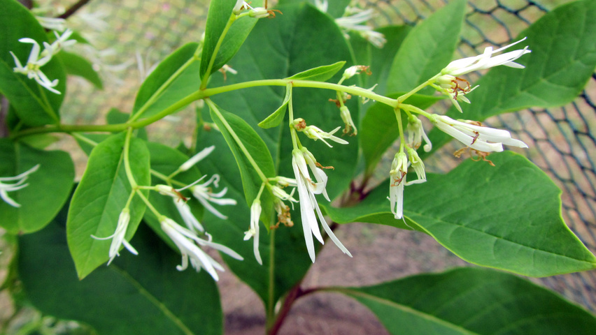 Chionanthus virginicus fleurs