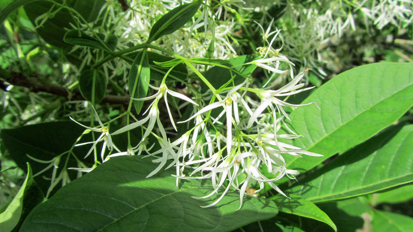 Chionanthus virginicus fleurs