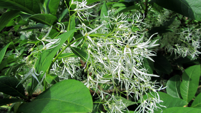 Chionanthus virginicus fleurs