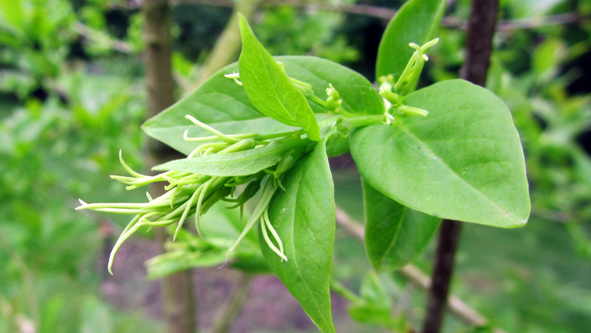 Chionanthus virginicus fleurs