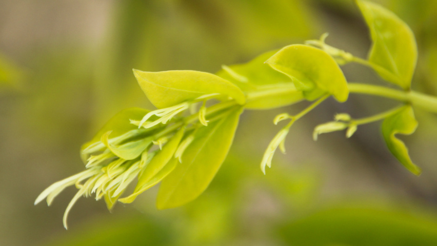 Chionanthus virginicus fleurs