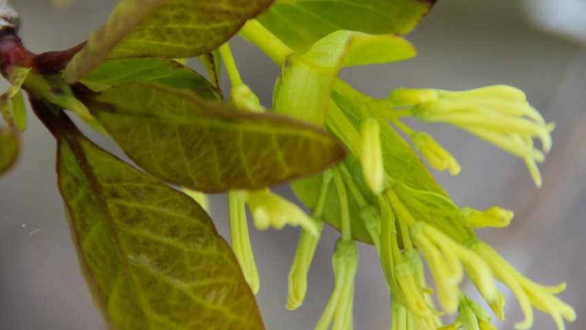 Chionanthus virginicus fleurs