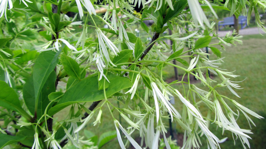 Chionanthus virginicus fleurs