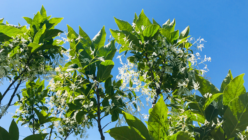 Chionanthus virginicus fleurs